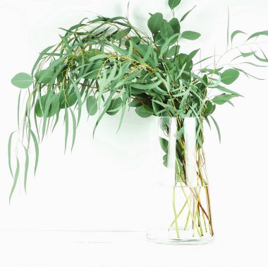 cam vazoda yeşil bitkilerin bakış beyaz zemin üzerinde kapatın