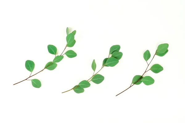 Plantas Com Folhas Verdes Isoladas Sobre Fundo Branco — Fotografia de Stock