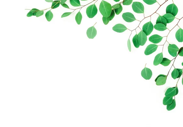 Plants Green Leaves Isolated White Background — Stock Photo, Image