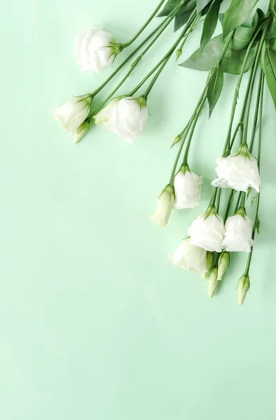 Vista Superior Belas Flores Eustoma Branco Fundo Verde — Fotografia de Stock