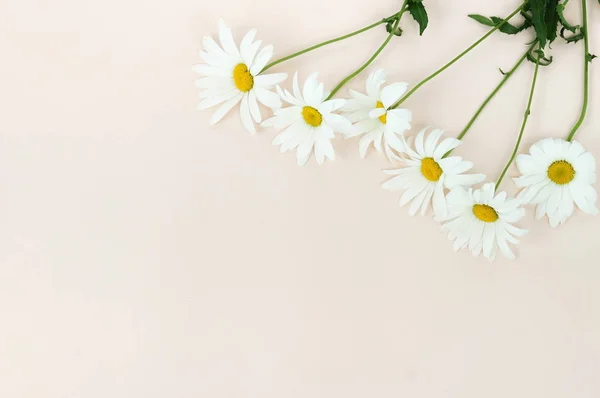 top view of chamomile flowers arranged on beige background
