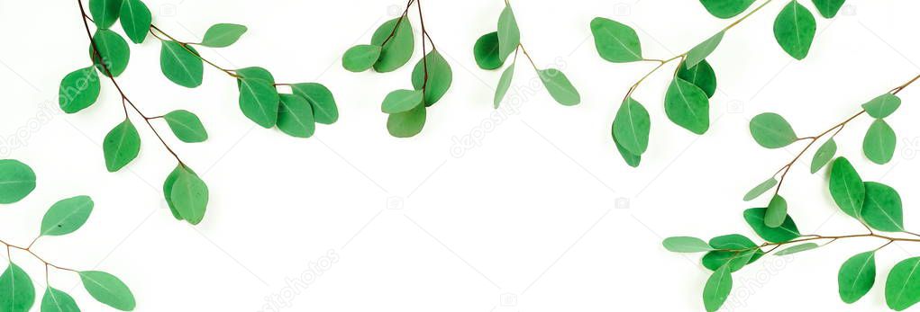 plants with green leaves isolated on white background