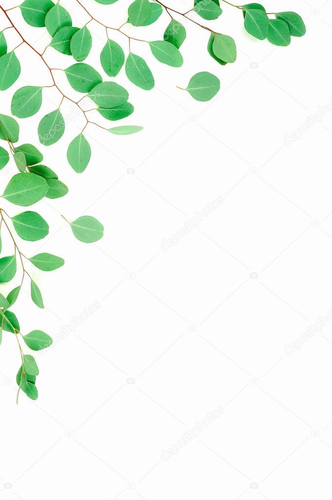 plants with green leaves isolated on white background