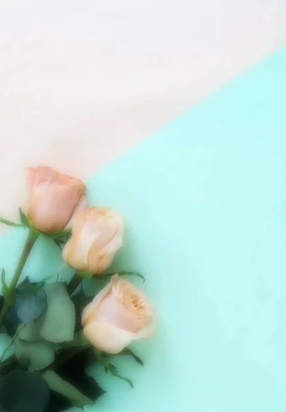 Вид Красивые Розы Зеленом Белом Фоне — стоковое фото