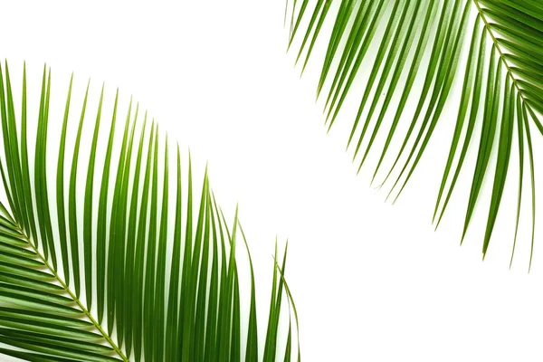 Palmblätter Auf Weißem Hintergrund — Stockfoto