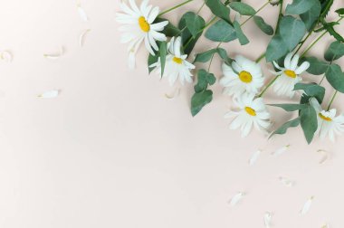 Papatya çiçek bej renkli arka plan üzerinde düzenlenmiş Üstten Görünüm