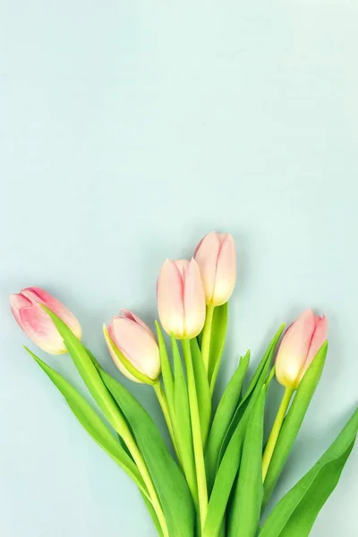 Vista Dall Alto Bellissimi Tulipani Disposti Sfondo Blu — Foto Stock