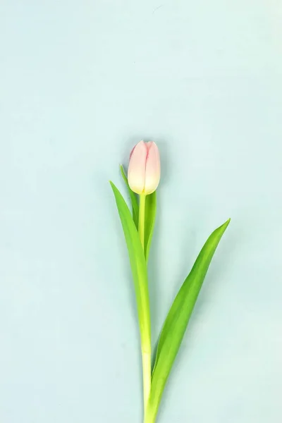 Vue Dessus Belle Fleur Tulipe Sur Fond Bleu — Photo