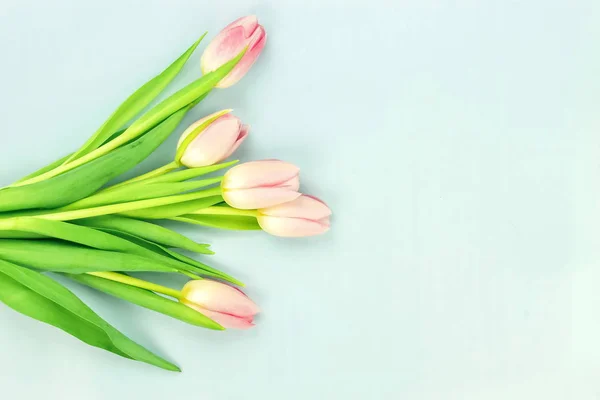 Vue Dessus Belles Tulipes Disposées Sur Fond Bleu — Photo