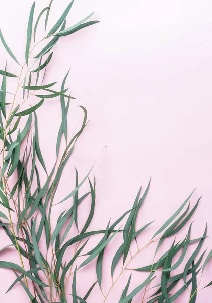 ピンクの背景の緑の葉が付いている植物 — ストック写真