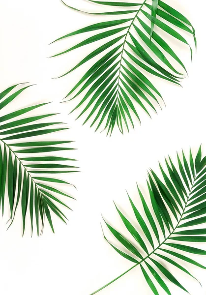 Liście Palmowe Zielone Białym Tle — Zdjęcie stockowe