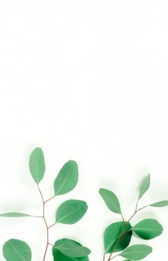 beyaz zemin üzerine yeşil okaliptüs dal