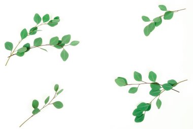 beyaz zemin üzerine yeşil okaliptüs dal