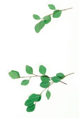 beyaz zemin üzerine yeşil okaliptüs dal