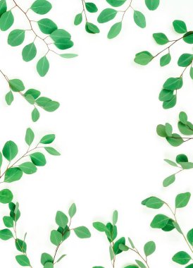 beyaz zemin üzerine yeşil okaliptüs dal