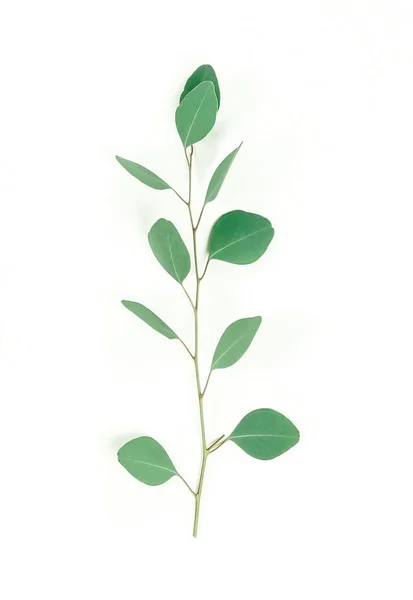 绿色桉树小枝在白色背景 — 图库照片