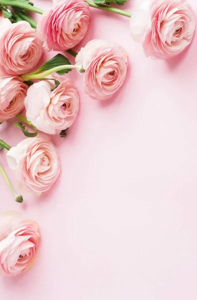 Vista Superior Hermosas Flores Ranúnculo Sobre Fondo Rosa — Foto de Stock