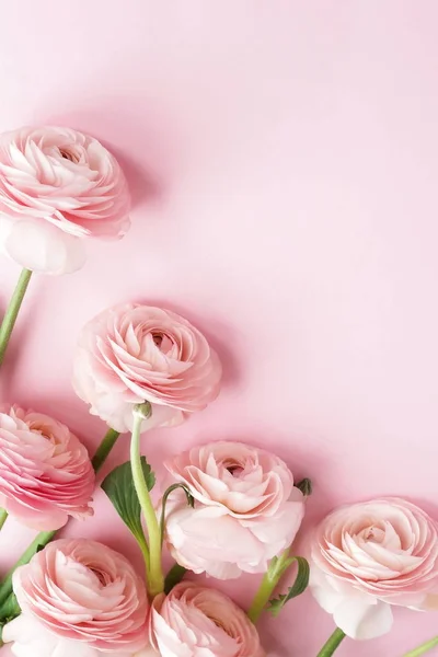 Vista Superior Hermosas Flores Ranúnculo Sobre Fondo Rosa —  Fotos de Stock
