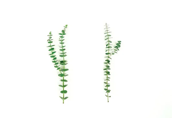 Pflanzen Mit Grünen Blättern Auf Weißem Hintergrund — Stockfoto