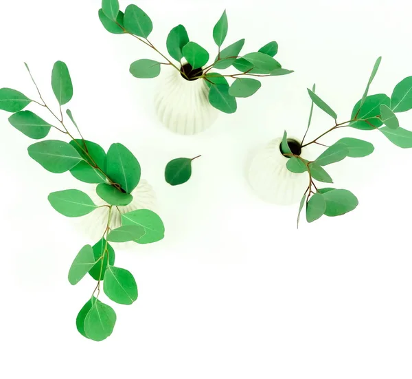 Green Eucalyptus Twigs Vases White Background — Stock Photo, Image