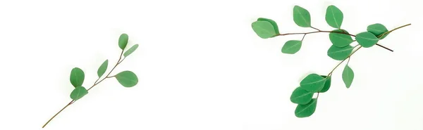 Beyaz Zemin Üzerine Yeşil Okaliptüs Dal — Stok fotoğraf