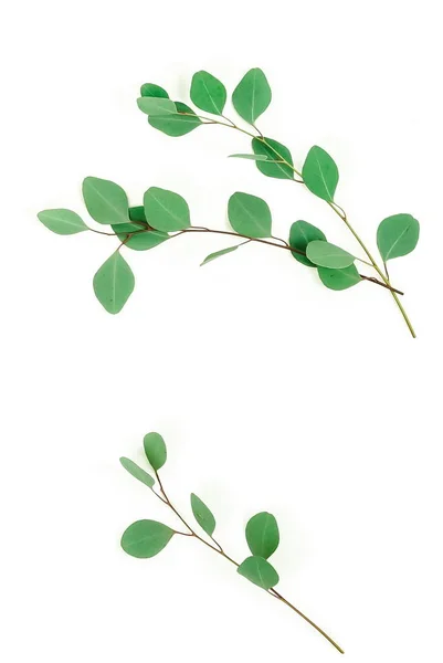 Eukaliptus Zielone Gałązki Białym Tle — Zdjęcie stockowe