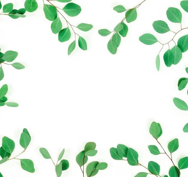 Eukaliptus Zielone Gałązki Białym Tle — Zdjęcie stockowe