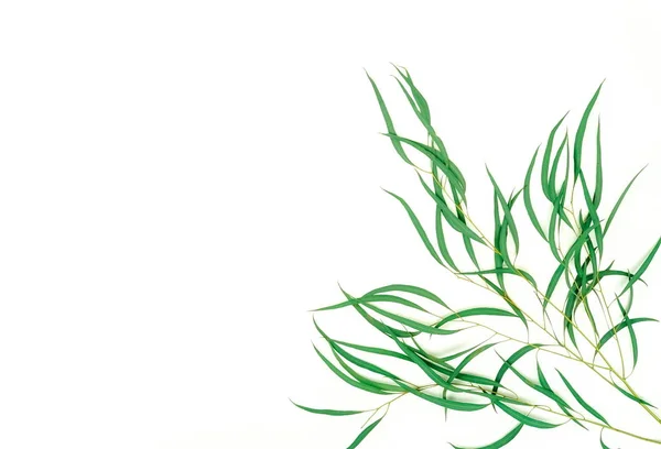 Beyaz Zemin Üzerine Yeşil Yaprakları Ile Bitkiler — Stok fotoğraf