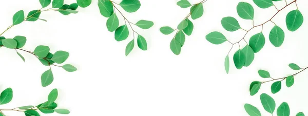 Ramoscelli Eucalipto Verde Sfondo Bianco — Foto Stock