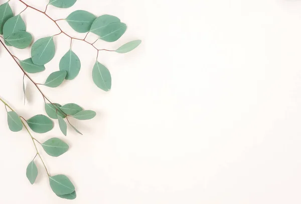 Green Eucalyptus Twigs White Background — Stock Photo, Image