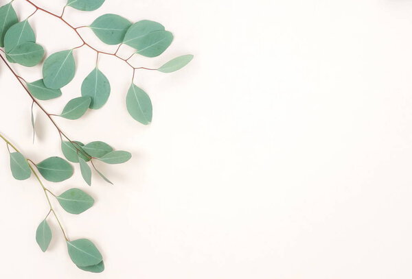 green eucalyptus twigs on white background