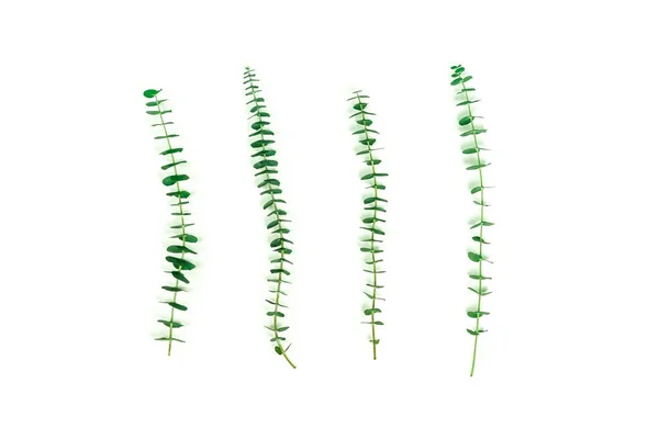 Pflanzen Mit Grünen Blättern Auf Weißem Hintergrund — Stockfoto