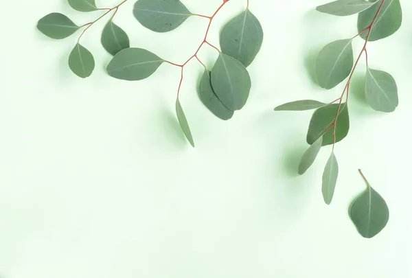 Зелені Гілки Евкаліпта Зеленому Фоні — стокове фото