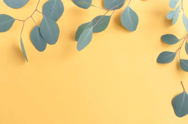 Green Eucalyptus Twigs Yellow Background — Stock Photo, Image