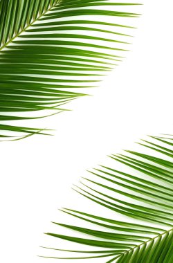 beyaz zemin üzerine yeşil yaprakları palmiye