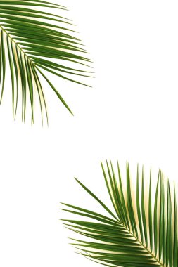 beyaz zemin üzerine yeşil yaprakları palmiye