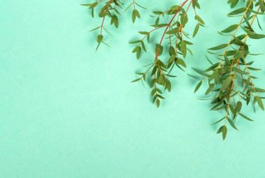 taze yeşil yaprakları yeşil zemin üzerine