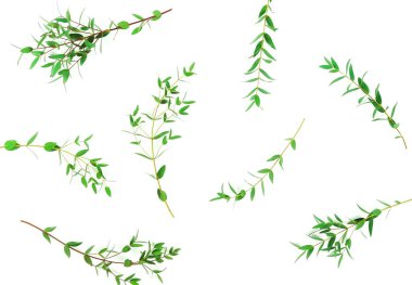 Beyaz arkaplanda taze yeşil yapraklar