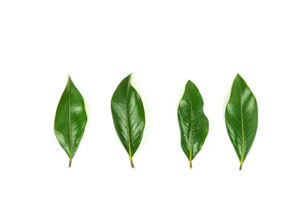Čerstvé Zelené Listy Bílém Pozadí — Stock fotografie