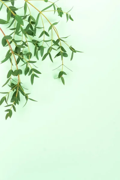 Fresh Green Leaves Green Background — Stock Photo, Image