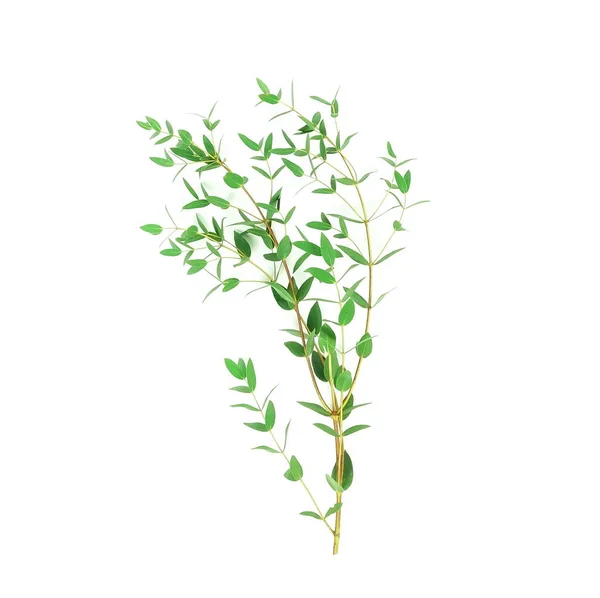 Beyaz Arkaplanda Taze Yeşil Yapraklar — Stok fotoğraf