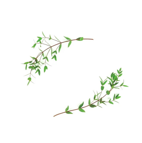 Beyaz Arkaplanda Taze Yeşil Yapraklar — Stok fotoğraf