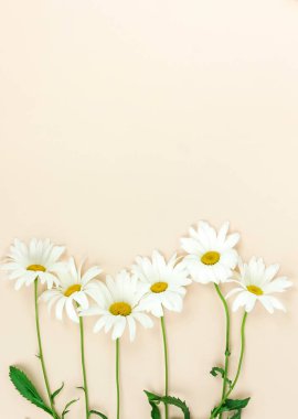 Papatya çiçek bej renkli arka plan üzerinde düzenlenmiş Üstten Görünüm