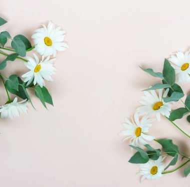 Papatya çiçek bej renkli arka plan üzerinde düzenlenmiş Üstten Görünüm