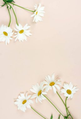 Papatya çiçek bej renkli arka plan üzerinde düzenlenmiş Üstten Görünüm