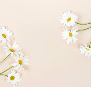 Papatya çiçek bej renkli arka plan üzerinde düzenlenmiş Üstten Görünüm