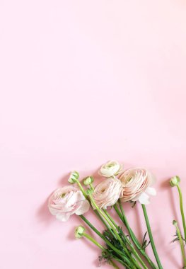 pembe bir arka plan üzerinde güzel Düğünçiçeği çiçek Üstten Görünüm