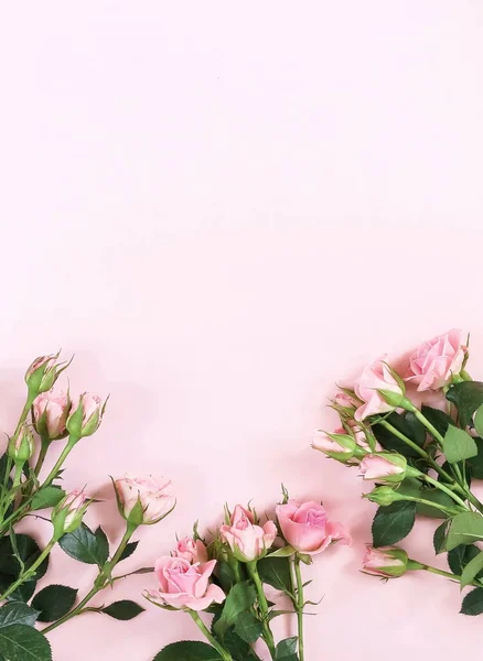 Bovenaanzicht Van Mooie Rozen Roze Achtergrond — Stockfoto