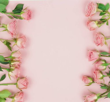 güzel gül pembe bir arka plan üzerinde yukarıdan