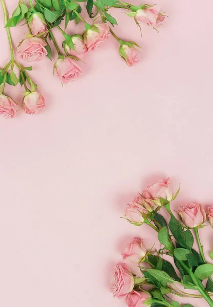 Vista Superior Belas Rosas Fundo Rosa — Fotografia de Stock